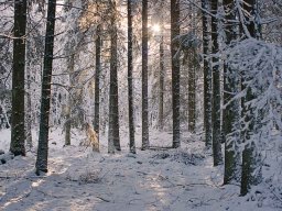 IMGP9418_Vinterstemning_i_skoven